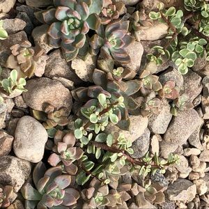 Meet your Posher, Gune